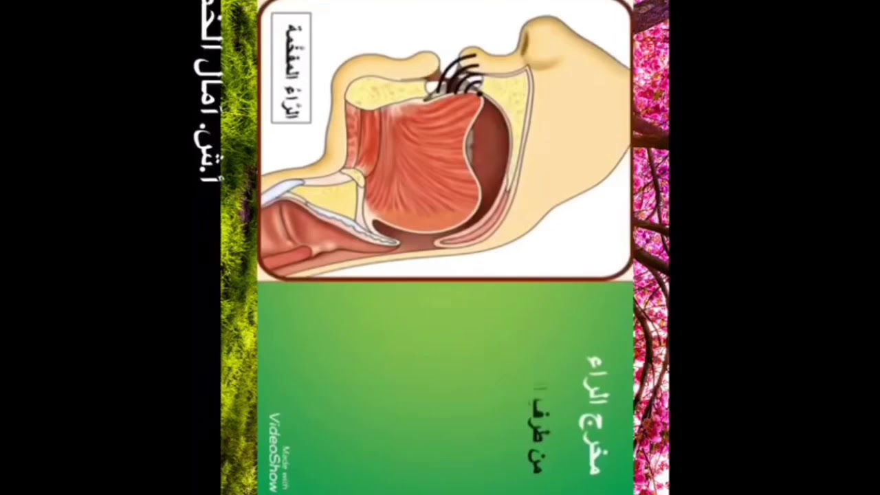 مخرج حرف الراء