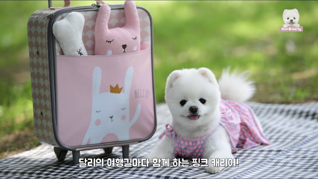 달리의 여행 가방 안엔 뭐가 들었을까? What's in my bag
