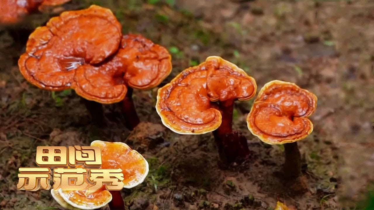灵芝长势成难题！乡土专家种灵芝有妙招，实地探访灵芝基地让人眼前一亮丨「田间示范秀」20211013