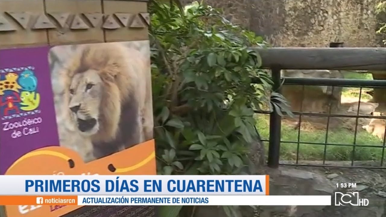 'Mufasa', el rey león que llegó al zoológico de Cali | Noticias RCN