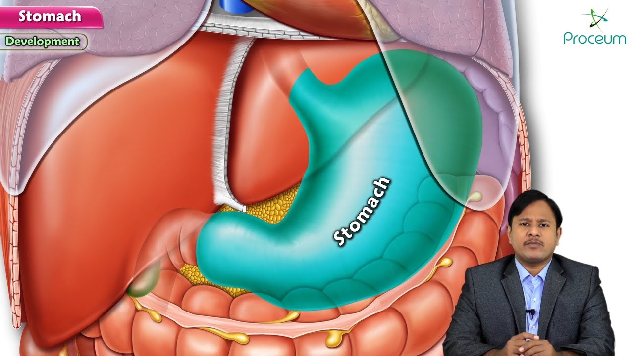 Anatomy of Stomach Animation: Relations, Arterial supply, Venous drainage, Nerve supply, Embryology