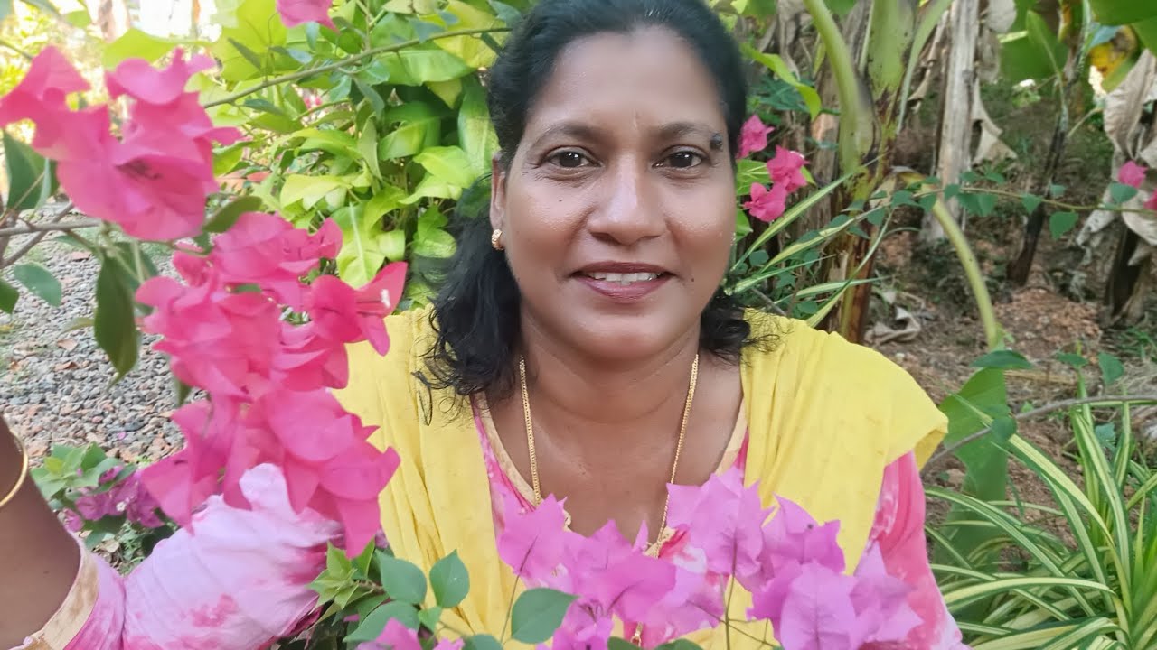ഒഴിഞ്ഞ ഒരു പാൽ കവർ മതി ബോഗൺവില്ല ധാരാളം#reenasorganicGarden