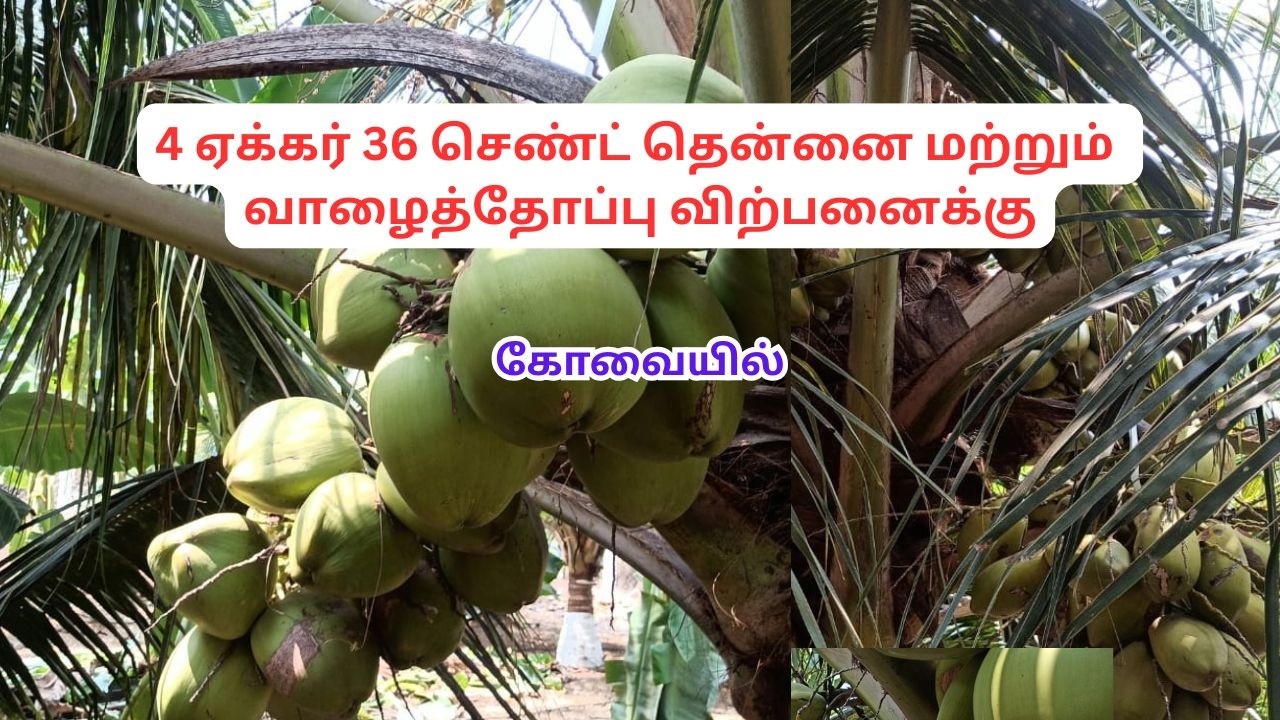 கோவையில் 4 ஏக்கர் 36 செண்ட் தென்னை மற்றும் வாழைத்தோப்பு விற்பனைக்கு
