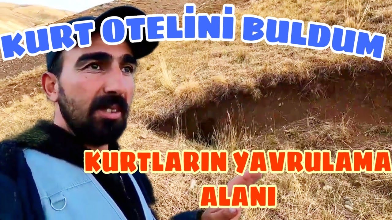 SABAHA KADAR OTLAYAN KOYUN YATAKTAN KALKMIYOR--KURT YUVASINA DENK GELDİM