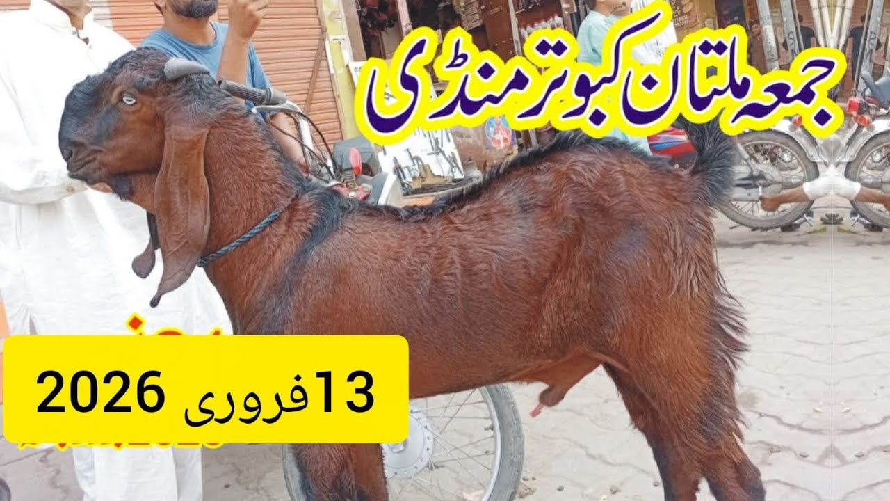 Jumma multan kbutar mandi updated qurbani 2026/13 February 2026