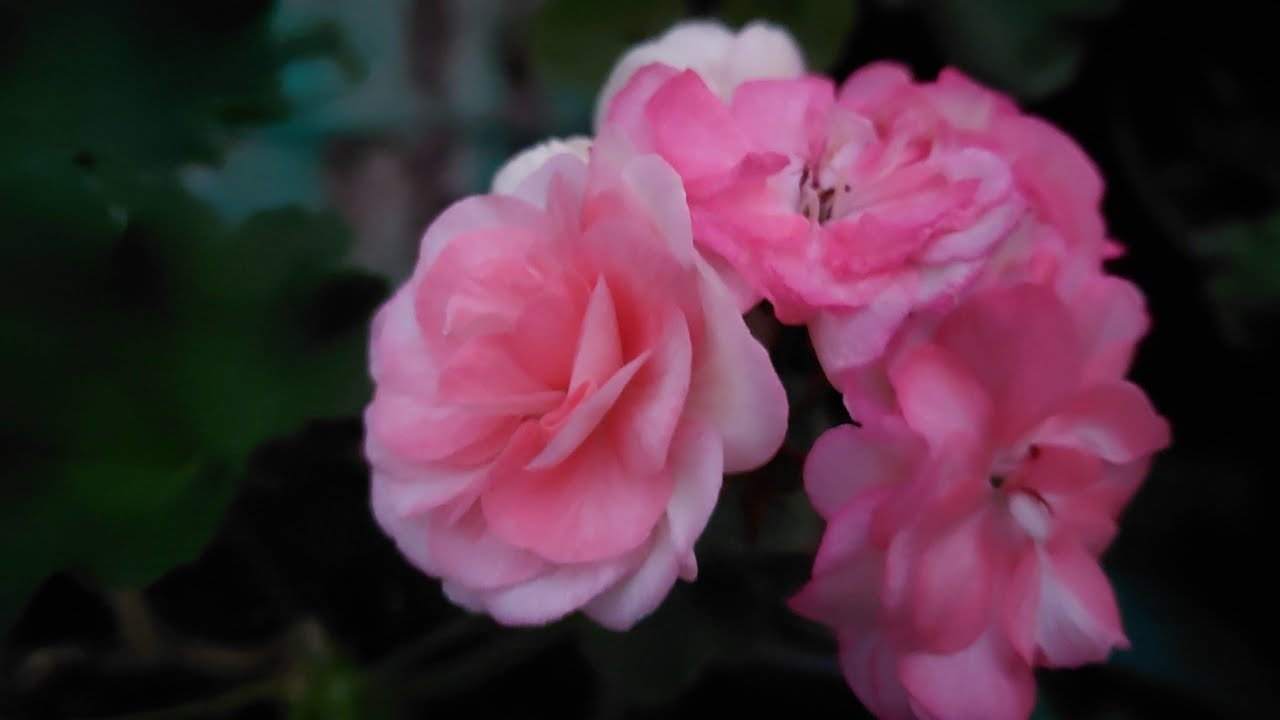 Varieties of African violet....
