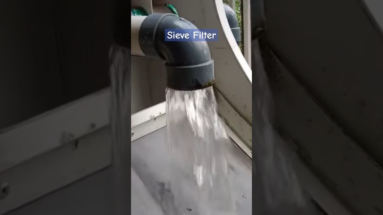 Sieve filter kolam koi, saringan kolam koi, koi pond filter #ikanhias #filteraquascape #sievefilter