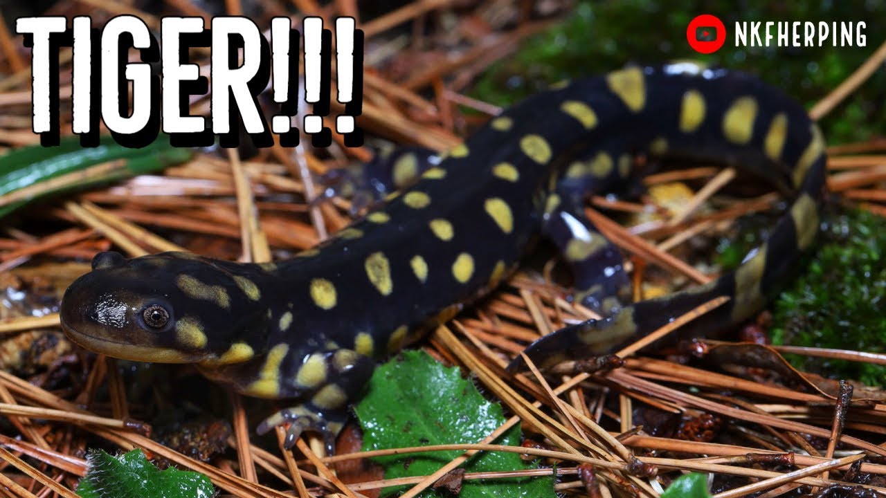 Fall Herping Road Trip - North Georgia to the Midwest! Tiger Salamander and Tantilla