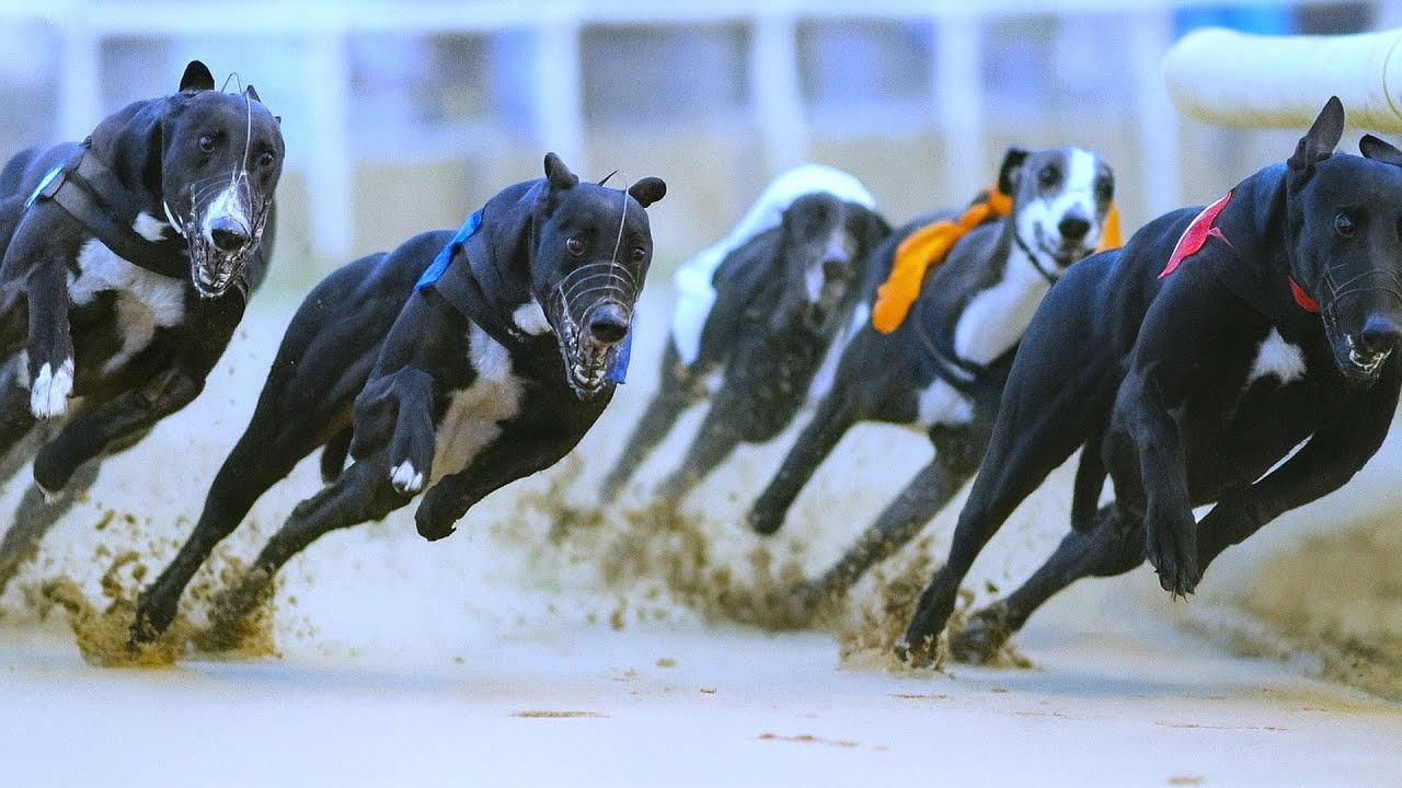 Greyhound Racing &ndash; The Fastest Dogs on Track!