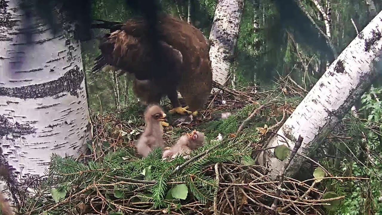 Kannakotkas3~Cainism start shortly after hatch 3:34 PM 2019/06/15