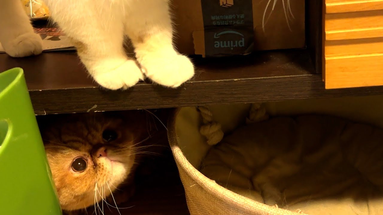 ねこ「掛かった！」