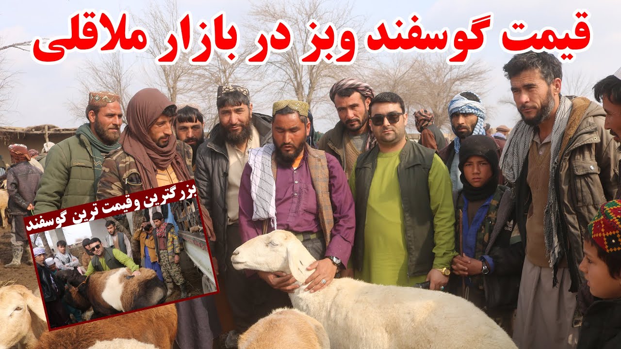 قیمت گوسفند وبز در بازار ملاقلی ولسوالی دشت ارچی کندز | ارچی بزرگترین دارنده گوسفند در زون شمالشرق