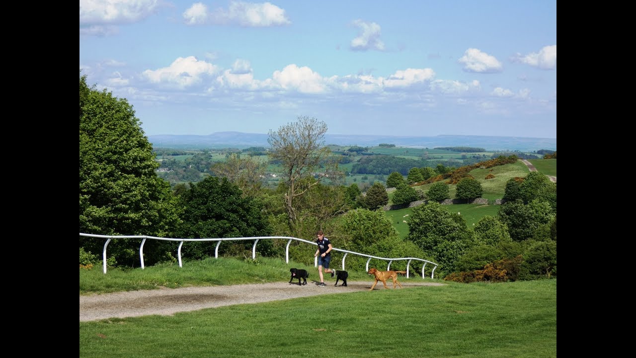 Yorkshire Dales Country Walk   Middleham   River Ure   Wensley Bridge   The Gallops round
