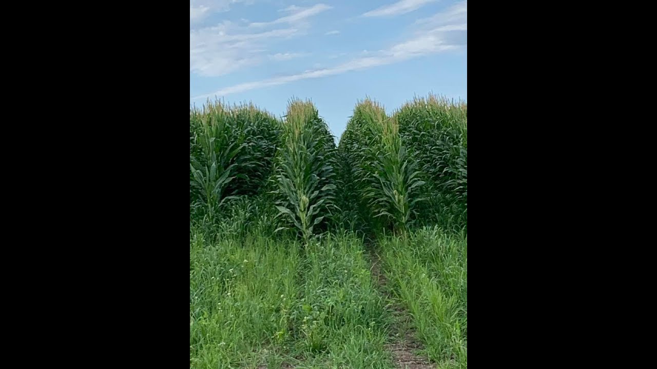 60 inch Corn 2019 South Dakota Version