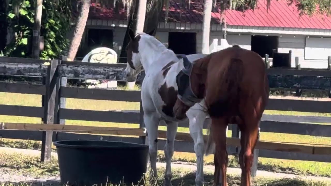 Horse is a Horse Of course Of Course