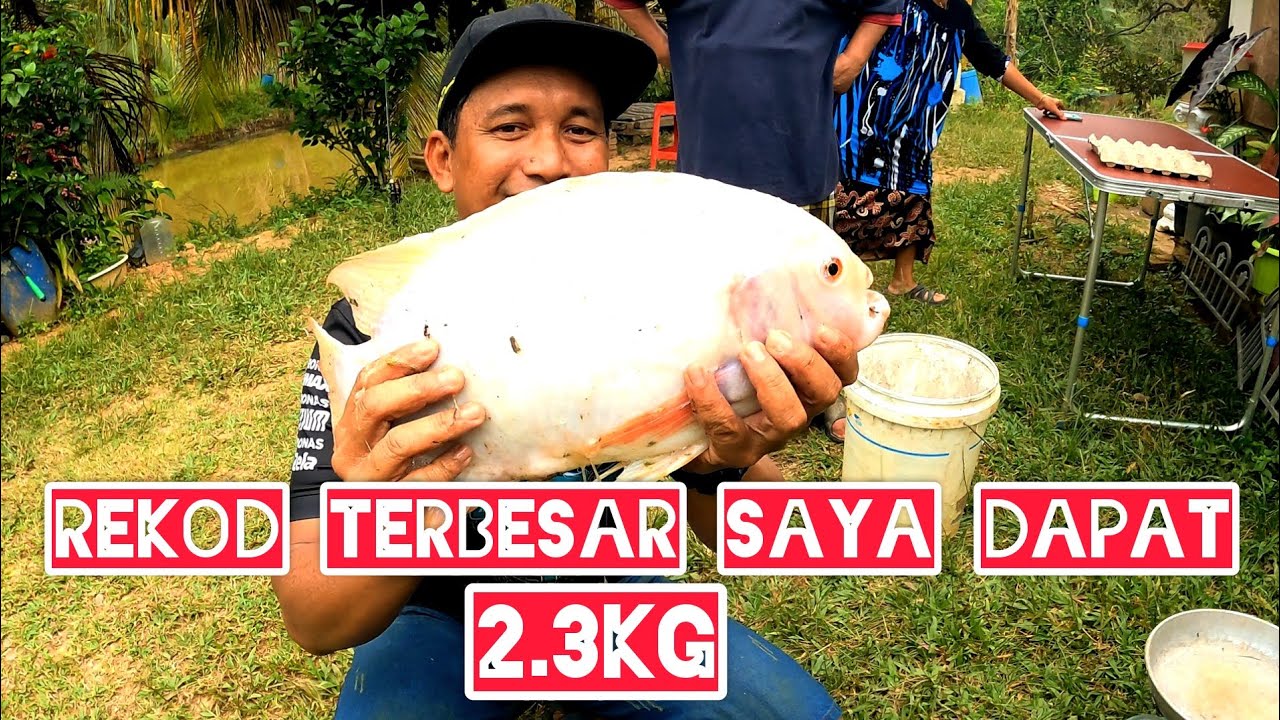 Talapia Merah 2.3kg//Masak Stim Tomyam