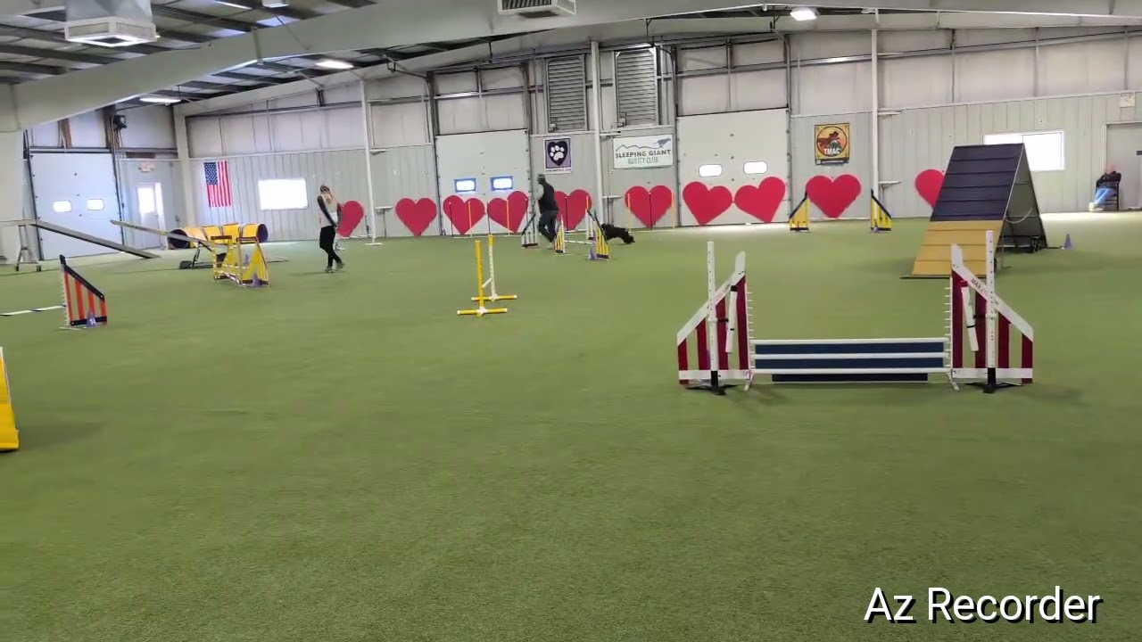 AKC P-EXC STD Dean Martin 2-15-26 