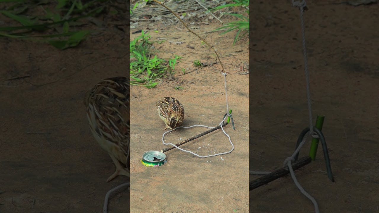 Primitive Quail Trap #youtubeshorts #shorts #shortvideo