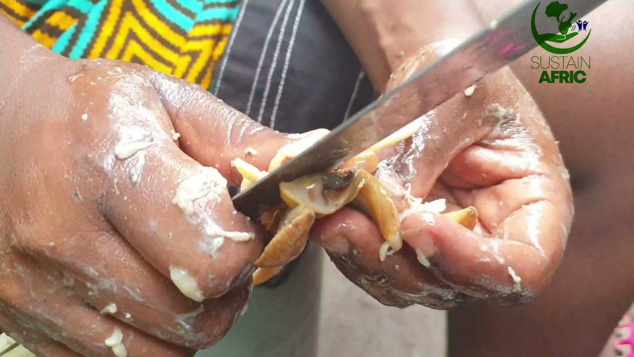 How to Deshell , Wash and Process Snails(African Giant Snail) in Cameroon, Africa.#snailfarming