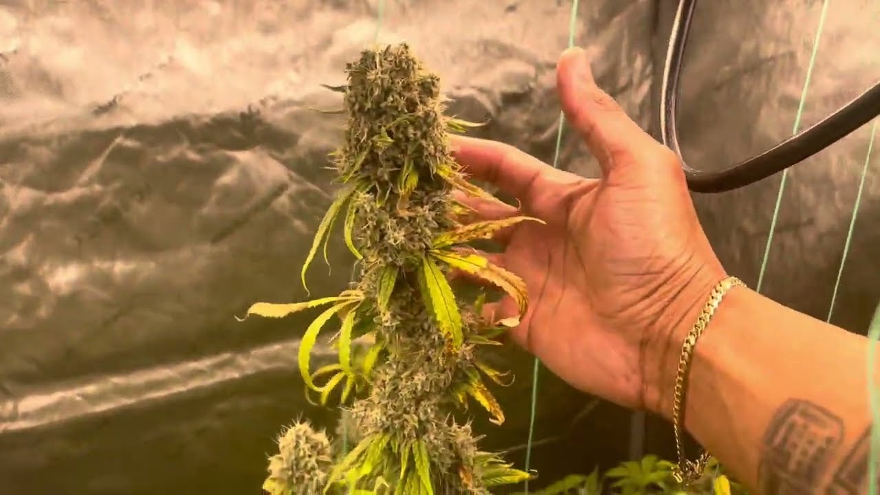 Ethos haze IBL Week 1 flower through week 11 #flower Huge colas #harvest #hydroponics #sativa