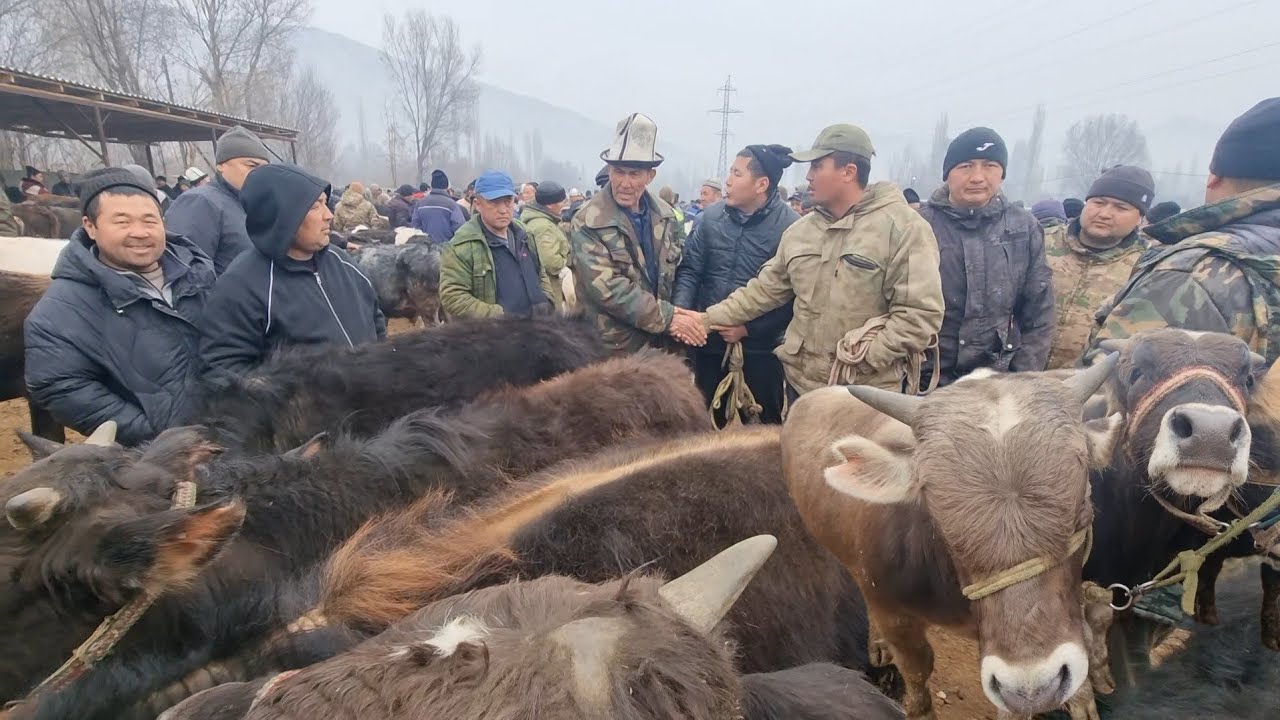 НООКАТ АРАЛ МАЛ БАЗАРЫ РЕАЛДУУ БААЛАР 