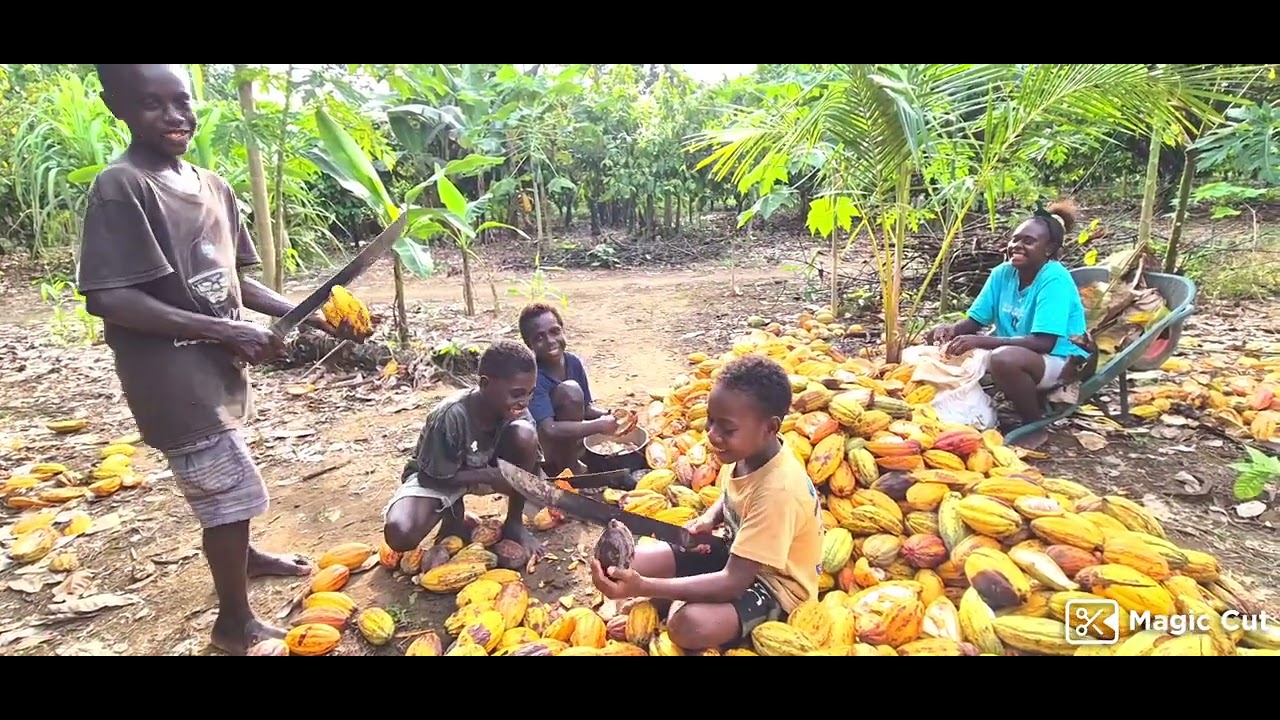 Life as a Cacao Farmer in Bougainville.