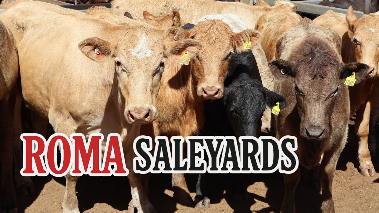 Roma Saleyards Queensland - Australia’s Largest Cattle Market | 4K Walking Tour with Ambient Sounds