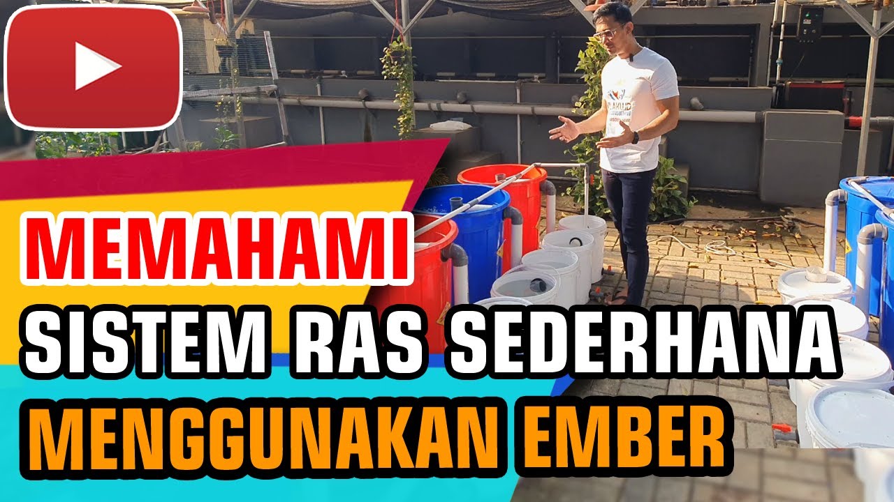 SISTEM RAS SEDERHANA - Cara Kerja RAS Ikan Nila Budikdamber