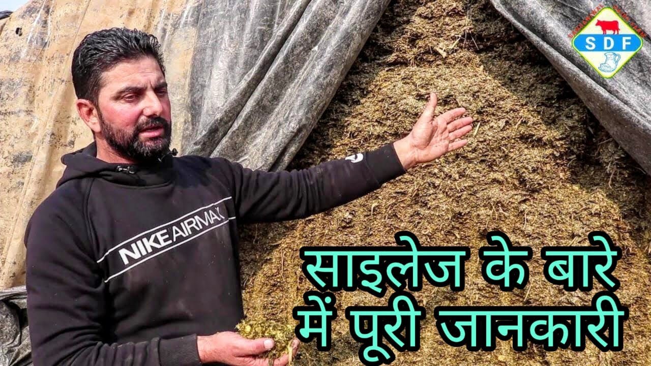 Full Information about Silage. साइलेज को केसे खिलायें, सावधानी