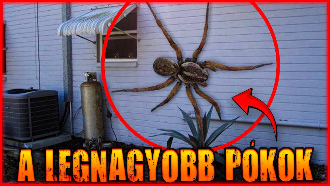 A LEGNAGYOBB PÓKOK a világon❗️A TOP 10 legnagyobb pók❗️Veszélyes élőlények a világunkból❗️😱