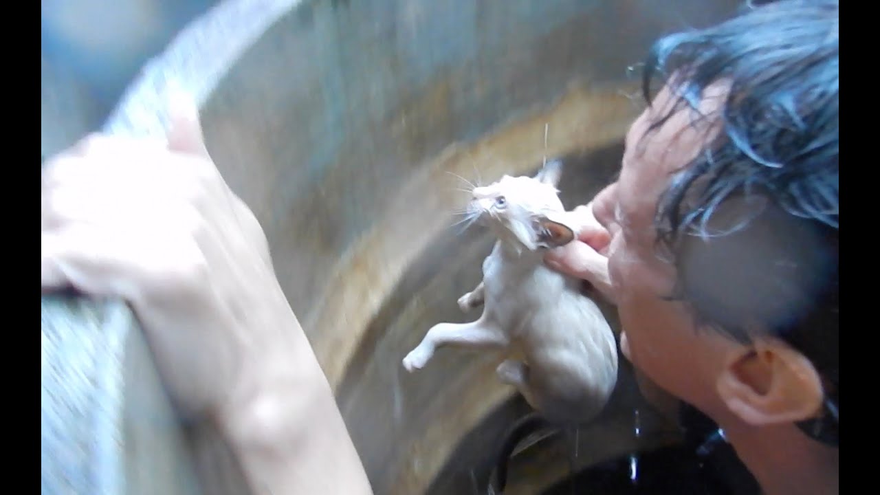 Saving Drowning Kittens