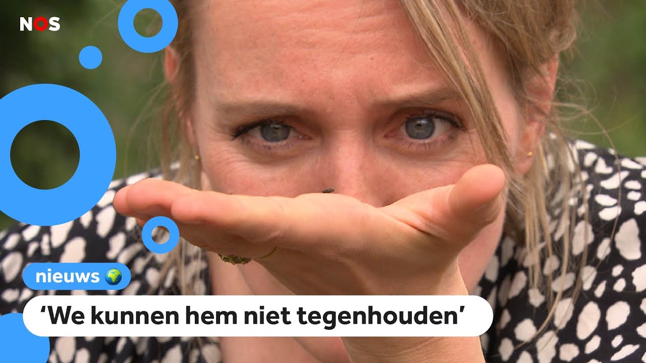 Deze kleine kevertjes verwoesten het bos