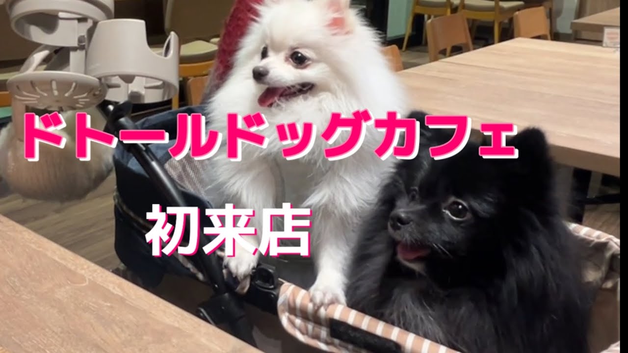 【初来店】前から行きたかったドトールドッグカフェに行ったよ