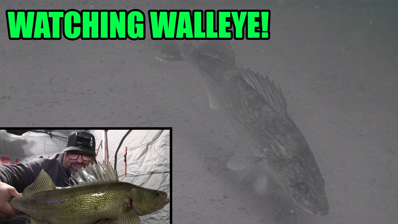 Sight Fishing Walleye and Ice Fishing Underwater Camera!