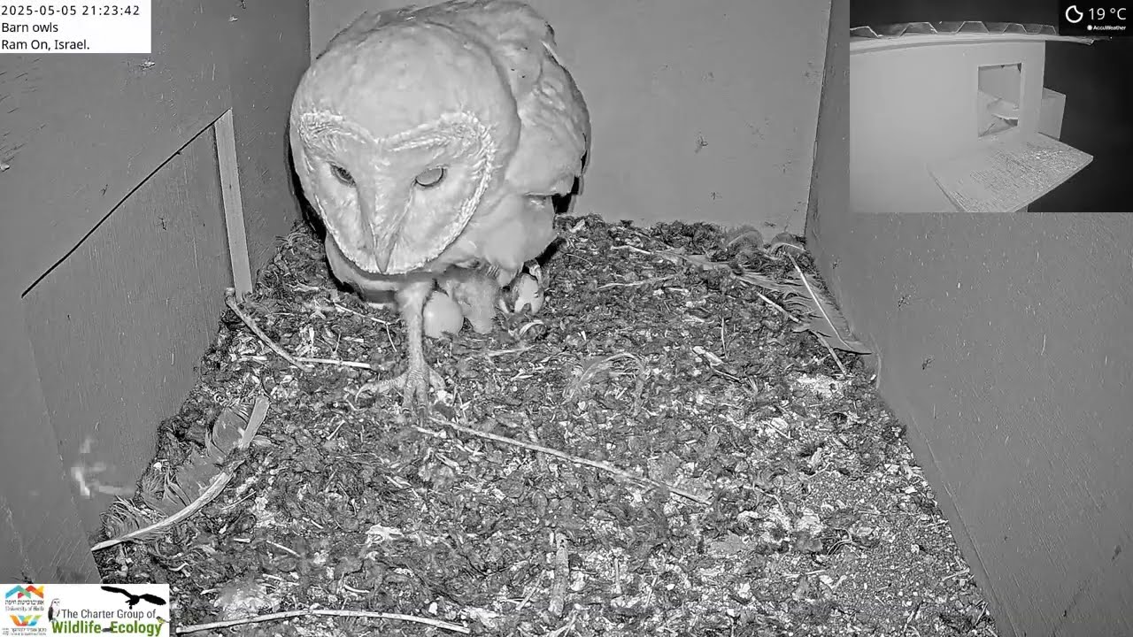 Barn owl steps outside for a stretch leaving her nestlings
