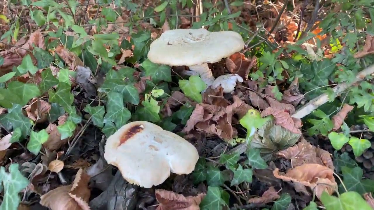 Neolentinus lepideus, August 15, 2022