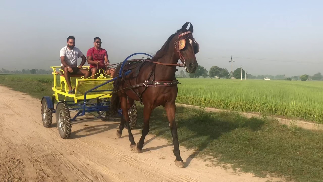 horse buggy ride At Barnala Punjab India