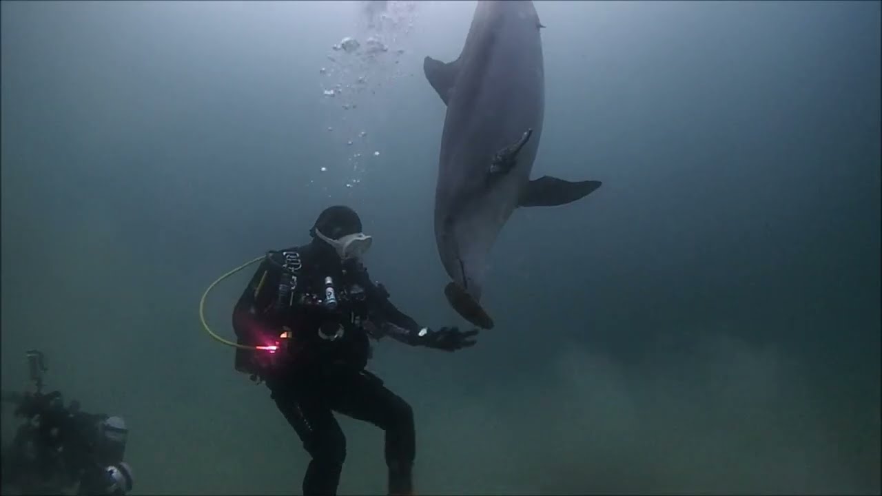 2026/2/11 青海島の野生のイルカ