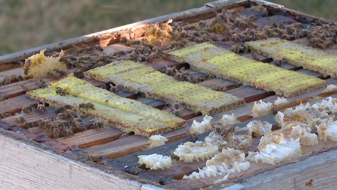 Utah beekeepers react to early warm temperatures' impact on bee hives