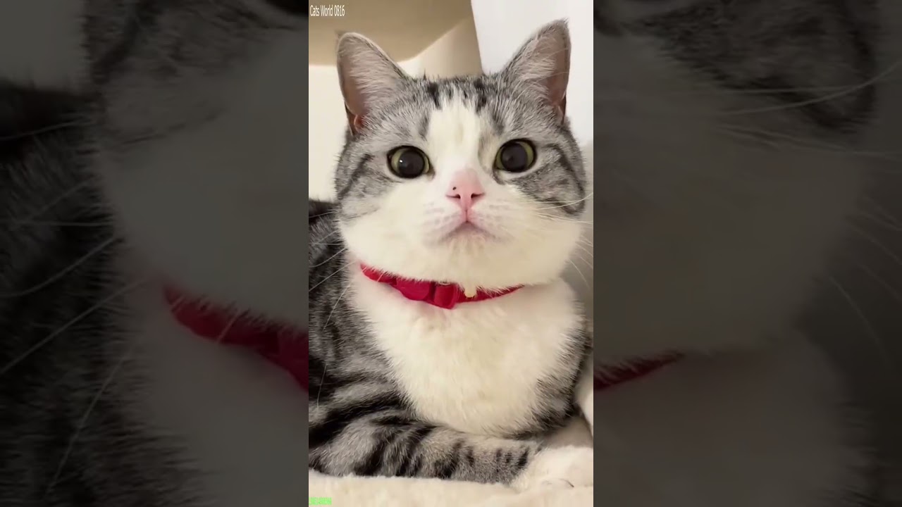 Funny Pets 🥰 Try not To laugh 😾 # Part 1940