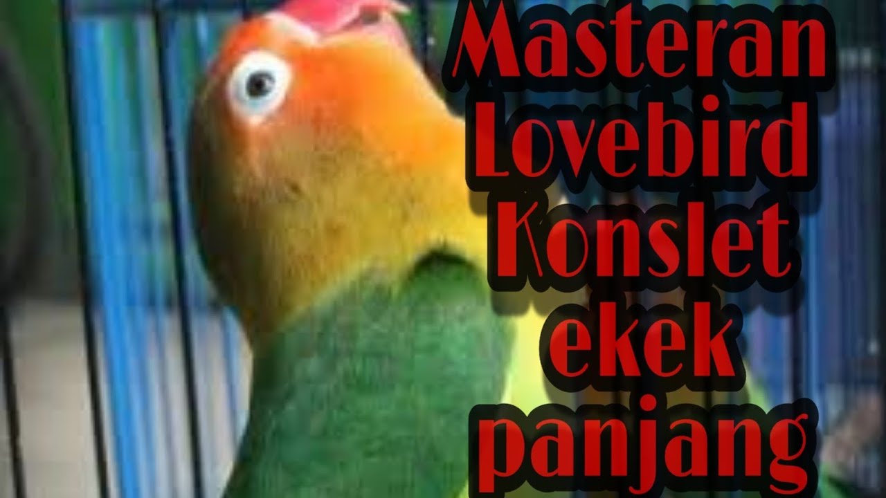 Masteran lovebird konslet jeda rapat mantap