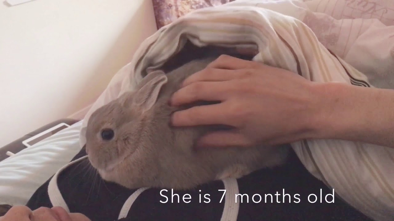 Netherland Dwarf Bunny - Loves to Cuddle - Full Grown