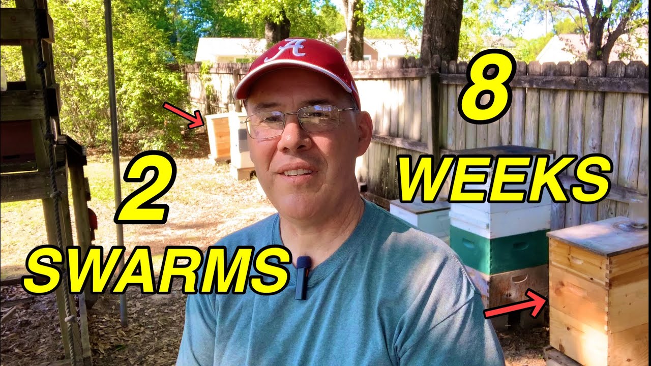 What did 2 SWARMS of Honeybees do in 8 WEEKS? Interesting