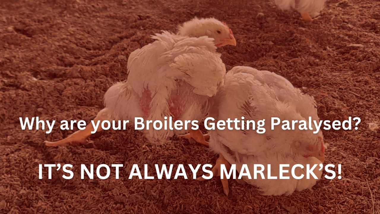 NATURAL TREATMENT AND PREVENTION MEASURES FOR COMMON BROILER PARALYSIS | BROILER LEG PROBLEMS SOLVED