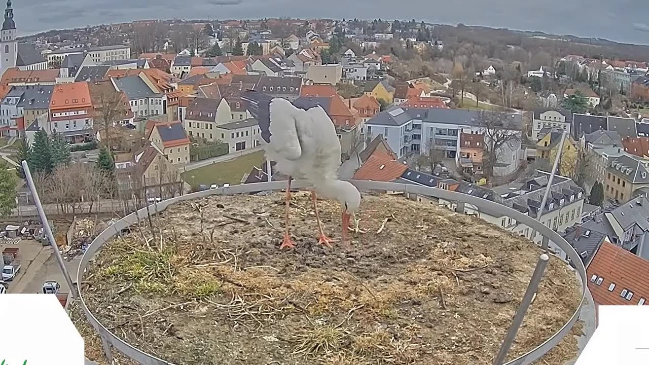 Bocian przyleciał -  Storchennest Frankenberg - 01 03 2026