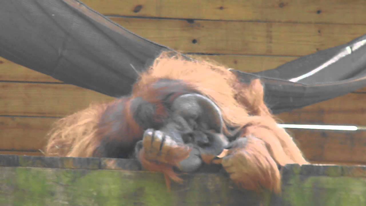 Orangutan on a Lazy Morning