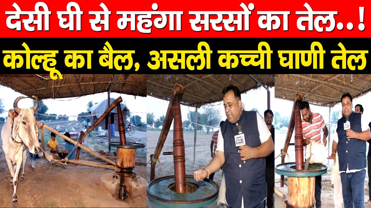 देसी घी से भी महंगा सरसों का तेल! कोल्हू का बैल, असली कच्ची घाणी तेल |