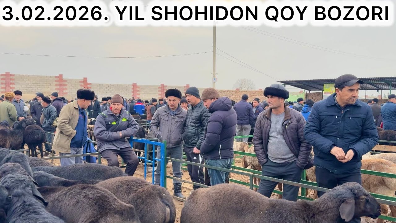 3.02.2026 SHOHIDON QO‘Y BOZORIDA JANJAL! SHOK HOLAT 😱