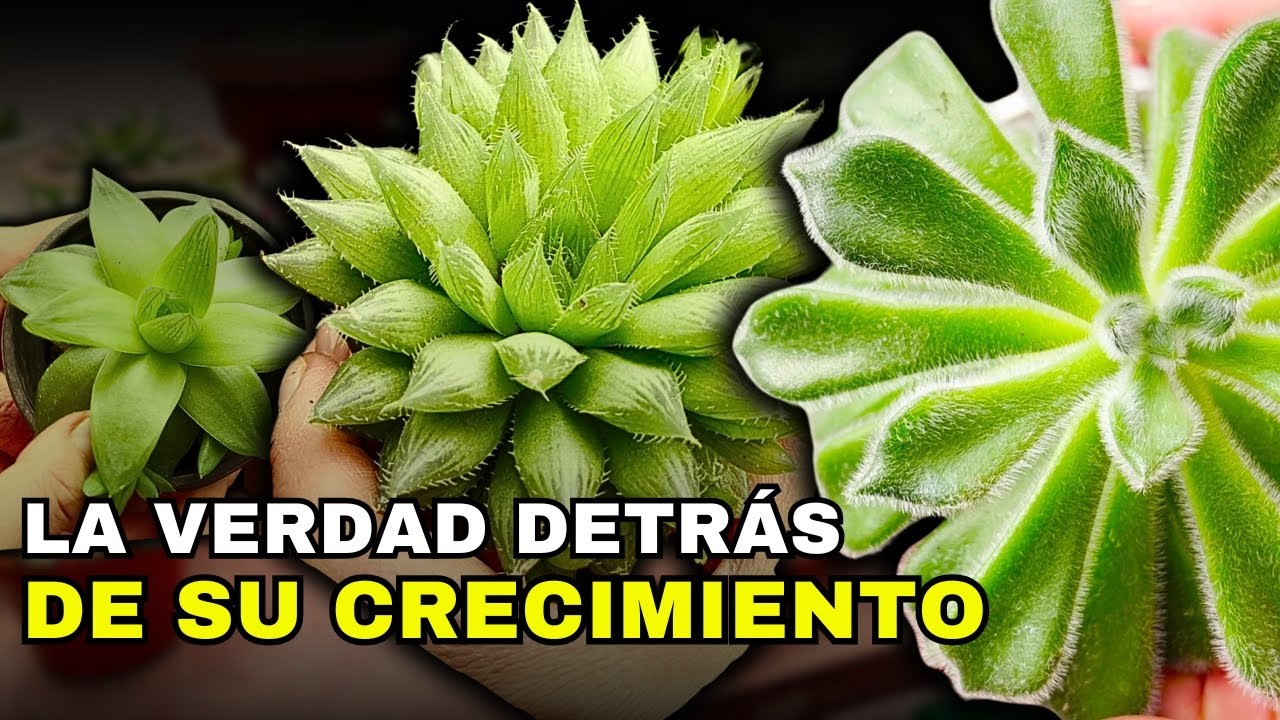 ❤️ C&oacute;mo hacer el MEJOR ABONO CASERO para SUCULENTAS, f&aacute;cil y r&aacute;pido&hellip;