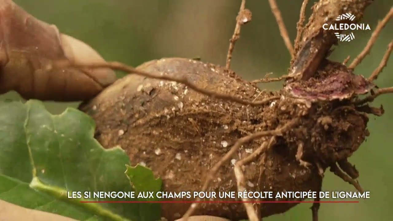 Les Si nengone aux champs pour une récolte anticipée de l’igname